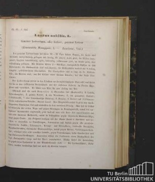 Laurineae. Laurus nobilis, L. Gemeiner Lorbeerbaum, edler Lorbeer, gemeiner Lorbeer. (Enneandria Monogynia, L. - Laurineae, Vent.)