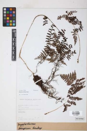 Athyrium dombeyi Desv.