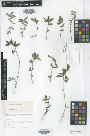 Euphorbia