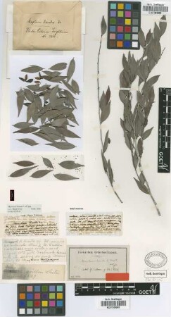 Maytenus lineatus C.Wright ex Griseb. [holotype]