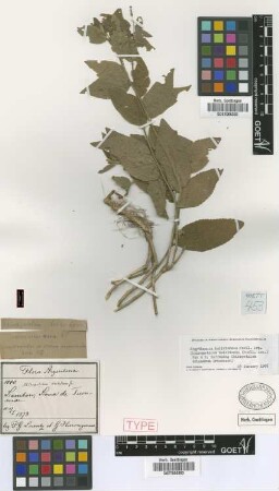 Chiropetalum triandrum Griseb. [syntype]