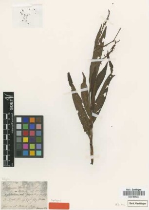 Polygonum barbatum L. var. Meisn. glabratum[syntype]