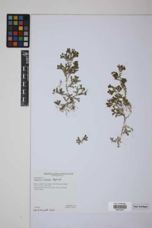 Selaginella silvestris Aspl.