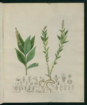 22r, Polygala Senega