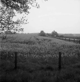 blühendes Rapsfeld, rechts eine Straße