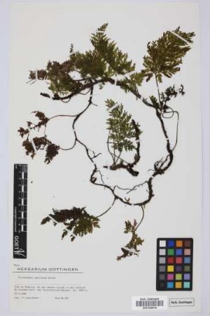 Trichomanes speciosum Willd.