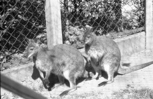 Zwei Kängurus aus dem Tierpark Hagenbeck für den Karlsruher Zoo