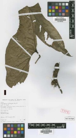 Anthurium acebeyae Croat [paratype]