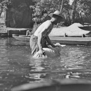 Spreewaldbauer reinigt sein Schaf im Fluss vor seinem Gehöft. : Błótowčan rjedźi swoju wowcu w rěce před swojim statokom.