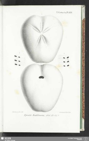 Pl. 856