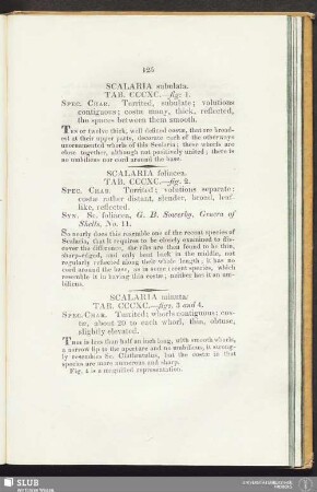 Scalaria minuta. Tab. CCCXC. - figs. 3 and 4