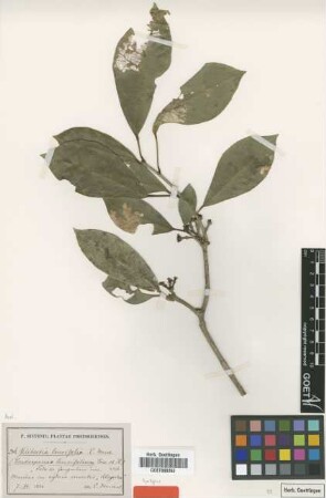 Gilibertia laurifolia Marchal ex Urb. [syntype]