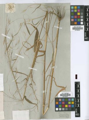 Pennisetum dioicum Hochst. ex A.Rich.