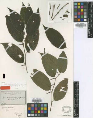 Piper sangorianum C.DC. [type]