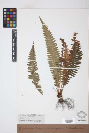 Blechnum blechnoides (Lag.) C.Chr., 1905