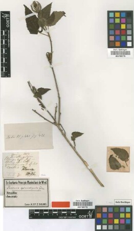 Pavonia spinistipula Gurke [type]