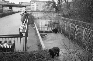Planungen für den Bau eines neuen Braunbär-Geheges im Karlsruher Zoo