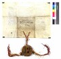 König Karl bestätigt dem Abt und Konvent von Ellwangen einen eingerückten von Kaiser Ludwig dem Frommen erhaltenen Brief von 814 April 8.