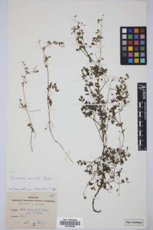 Fumaria muralis muralis Koch
