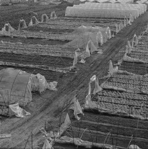 Dresden. Gärtnerische Produktionsgenossenschaft (G.P.G.) nach Sturmnacht