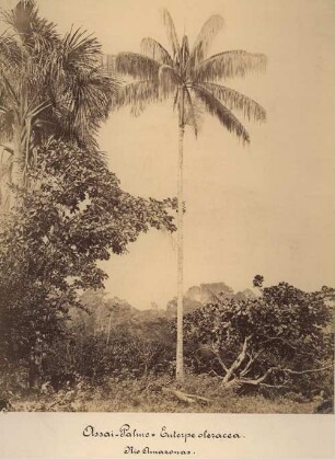 Assai-Palme (Euterpe olerecia). Rio Amazonas