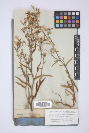 Campanula sibirica Gmel.