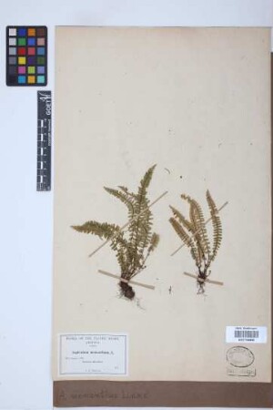 Asplenium monanthes