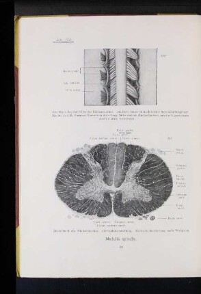 Medulla spinalis.