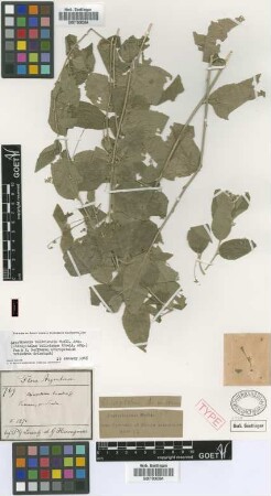 Chiropetalum triandrum Griseb. [syntype]
