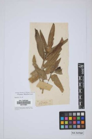 plant