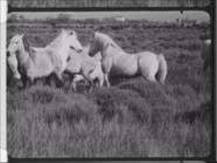 Social Behaviour in the Camargue Horse - Mating Behaviour and Structure of Herds (Open Air Shots)