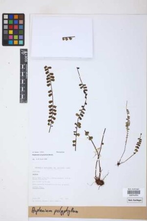 Asplenium polyphyllum