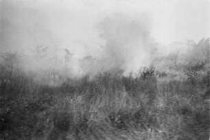 Grasbrand : Brennendes Buschland.