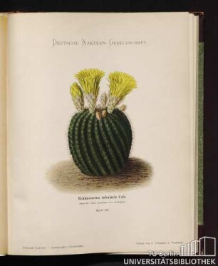 Echinocactus tabularis Cels