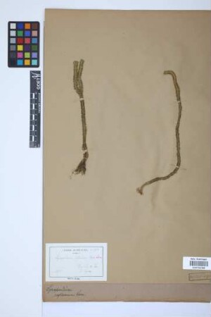 Huperzia lucidula (Michx.) Trev.