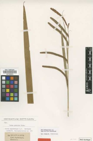 Carex agastachys L.f. [isotype]