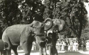 Dresden. Zoologischer Garten. Indischer Elefant (Asiatischer Elefant, Elephas maximus) und Afrikanischer Elefant (Loxodonta africana)