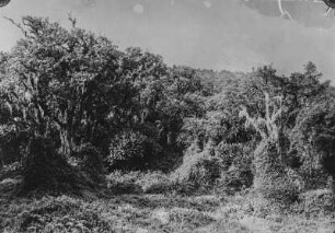 Vegetation der Virunga-Vulkane : Die Vegetationslandschaft im Gebiet der Virunga-Vulkane