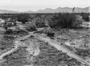 Vegetation : Blick über eine Vegetationsfläche mit Anhöhen
