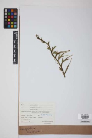 Lycopodium clavatum clavatum L.
