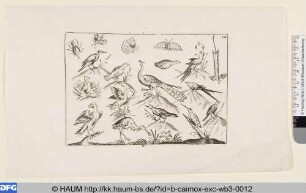 Vögel, Insekten und Frosch