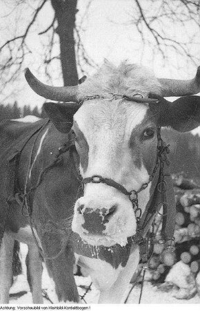 Festtracht der Mädchen aus Hoyerswerda : Kleidung - Hoyerswerdaer Tracht. Ort: Wojerecy / Hoyerswerda. Zwei kleine Mädchen in Festtracht