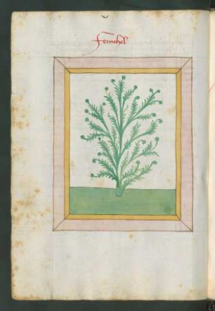 Fenchel