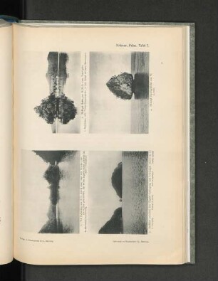 Krämer, Palau, Tafel 7.