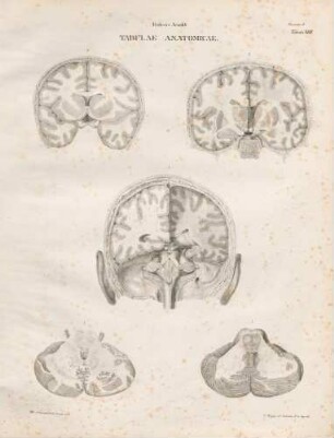 Tabula Octava