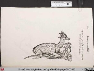 Capreolus capite plumoso, & Bicorni cum Dictamno Cretico.