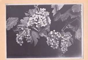 Foto Mehltau auf Rieslingtrauben