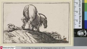 [Einen Hügel hinabsteigendes Pferd, von hinten gesehen; Horse Walking over a Mound, Viewed from the Rear]
