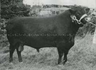 Preisgekrönter Red Poll-Bulle auf der Königlichen Landwirtschaftsmesse in Blackpool (Lancashire, England)