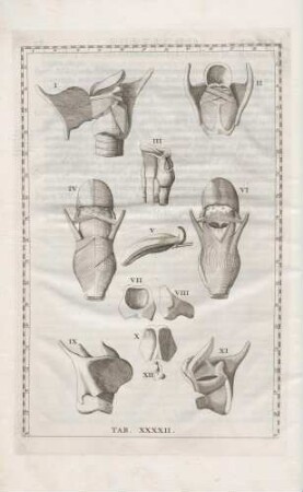 Laryngem cum cartilaginibus, musculis, et uno ex ventriculorum orisiciis, pharyngem, os hyoides, et linguam cum variis musculis, et glandulis repraesentat